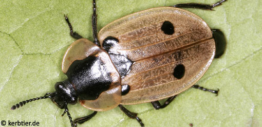 Xylodrepa quadrimaculata C