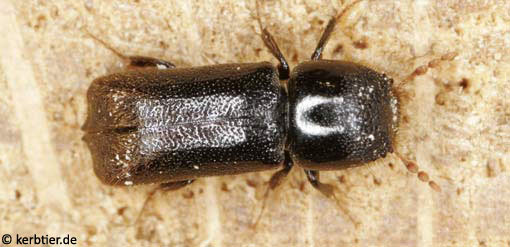 Xylopertha retusa B