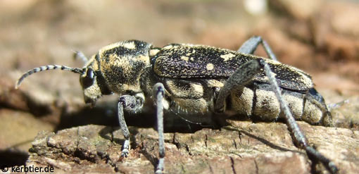 Xylotrechus rusticus