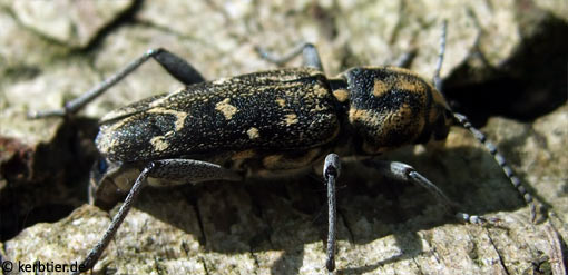 Xylotrechus rusticus B