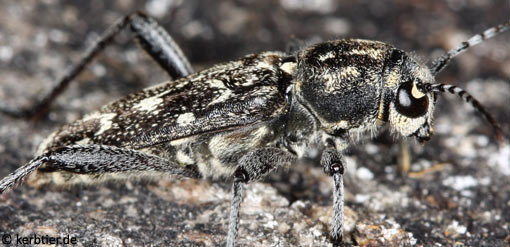 Xylotrechus rusticus C