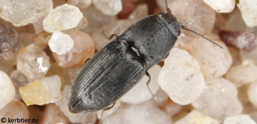 Zorochros meridionalis B