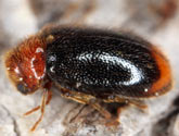 Anobiidae