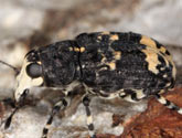 Anthribidae