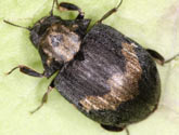 Byrrhidae