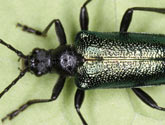 Cerambycidae