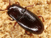 Cerylonidae
