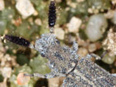 Colydiidae