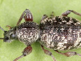 Curculionidae