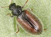 Derodontidae