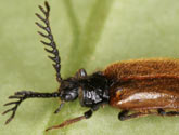 Drilidae