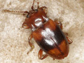 Endomychidae