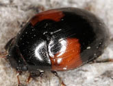 Erotylidae
