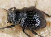Georissidae