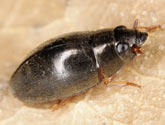 Gyrinidae