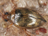 Haliplidae