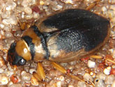 Hygrobiidae