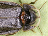 Lampyridae