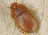 Leptinidae