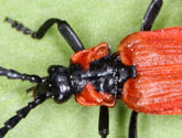 Lycidae