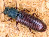Lyctidae