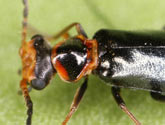 Malachiidae