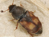 Nitidulidae