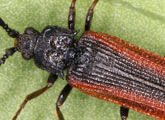 Omalisidae
