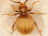 Ptinidae