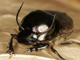 Scarabaeidae