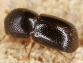 Scolytidae