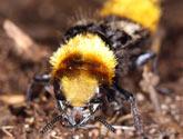 Staphylinidae