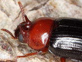 Tenebrionidae