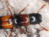 Trogositidae