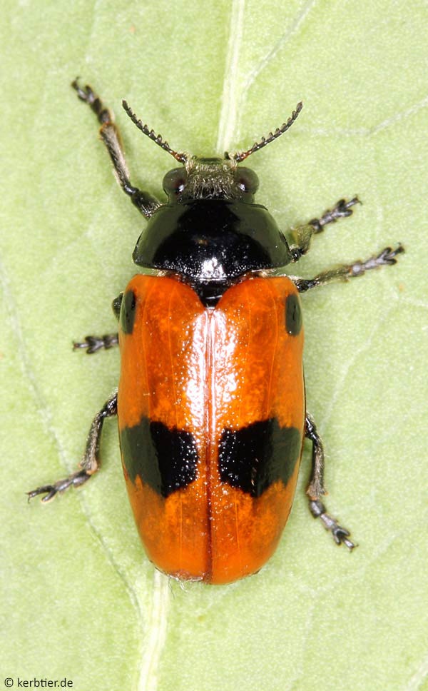 Photo overview Chrysomelidae (leaf beetles) of Germany - kerbtier.de