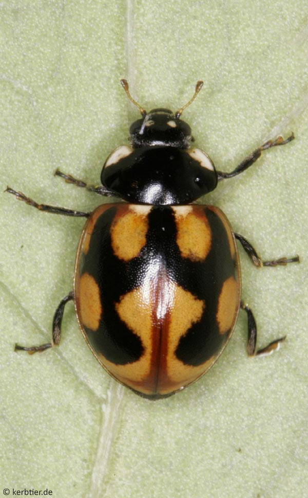 Photo overview Coccinellidae (ladybird beetles) of Germany - kerbtier.de