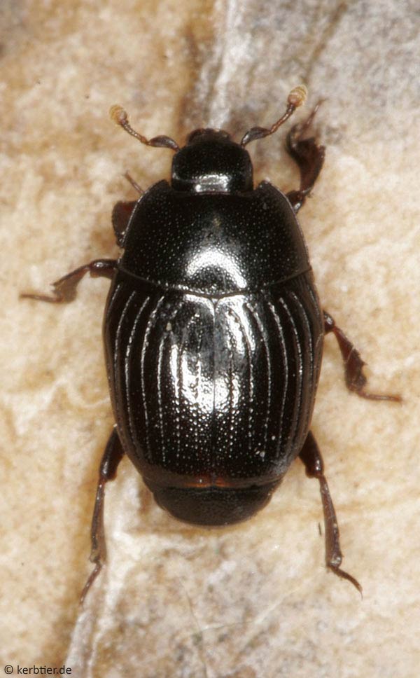 Featured Species: Clown Beetle