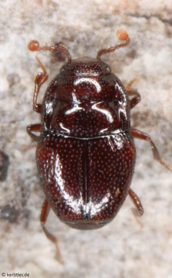 Featured Species: Clown Beetle