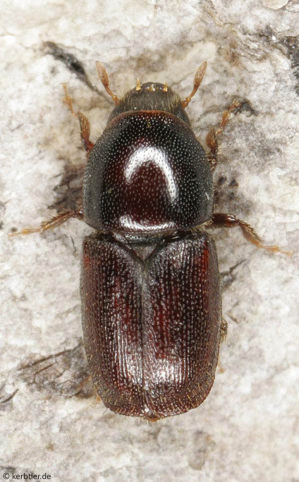 Photo Overview Scolytidae bark Beetles Of Germany Kerbtier de Photo Overview Scolytidae bark Beetles Of Germany Kerbtier de
