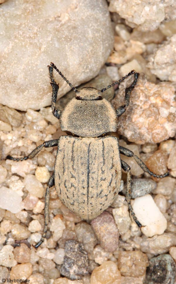 Darkling Beetles (Tenebrionids)  Missouri Department of Conservation