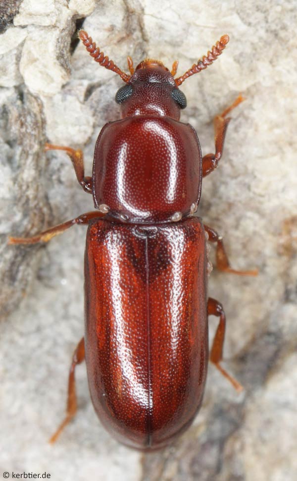 Darkling Beetles (Tenebrionids)  Missouri Department of Conservation