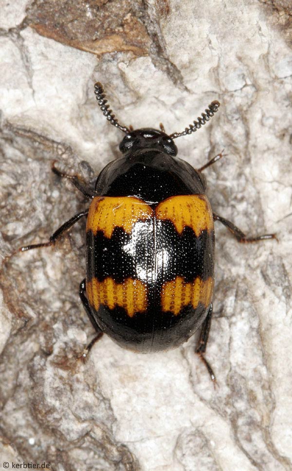 Darkling Beetles (Tenebrionids)  Missouri Department of Conservation