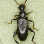 Anidorus nigrinus (1.6–2.5 mm)