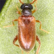 Euglenes oculatus (2.3–3 mm)