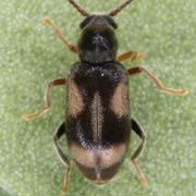 Phytobaenus amabilis (2–2.8 mm)