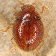 Sphaerosoma piliferum (1.2–1.4 mm)