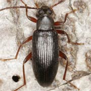 Allecula morio (6–8 mm)