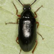 Gonodera luperus (6.5–9 mm)