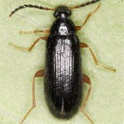 Mycetochara linearis (4–6 mm)