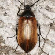 Pseudocistela ceramboides (10–12 mm)